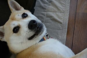 見返り美人なふうちゃん