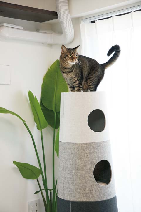 キャットウォークに上るための足場にもなるキャットタワー