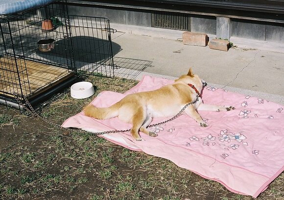 眠る犬を眺めていたら安心する