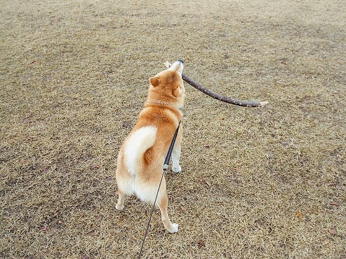 犬の背中