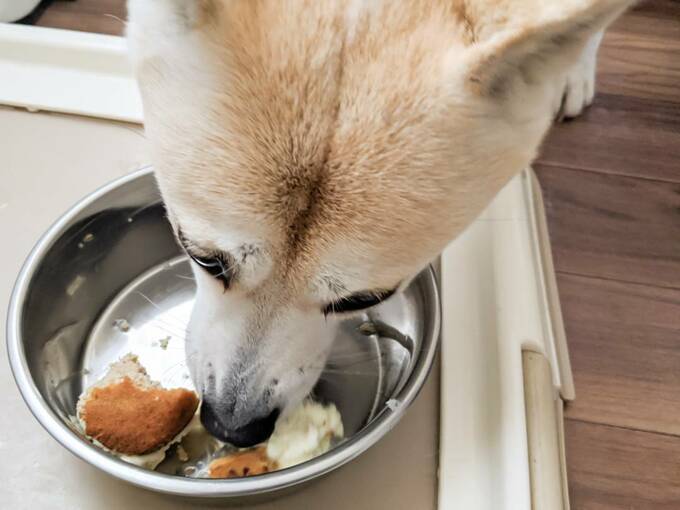食べる犬