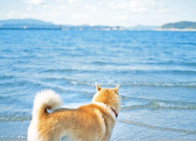 犬と海2