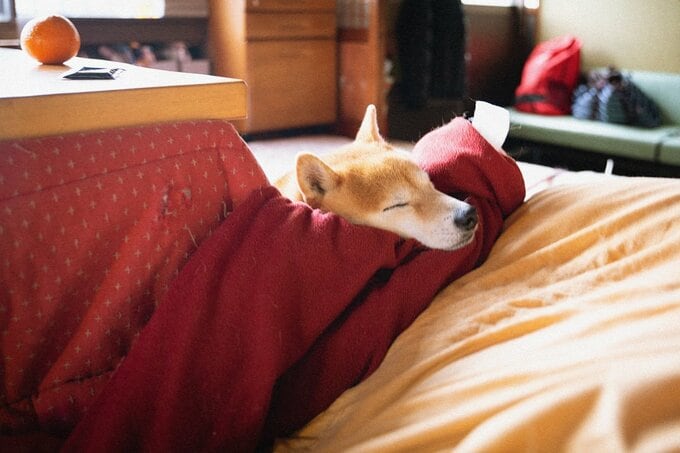 こたつで寝る犬
