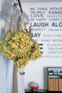 毎年庭で咲くアジサイも、ドライに。