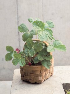 自然素材のバスケット