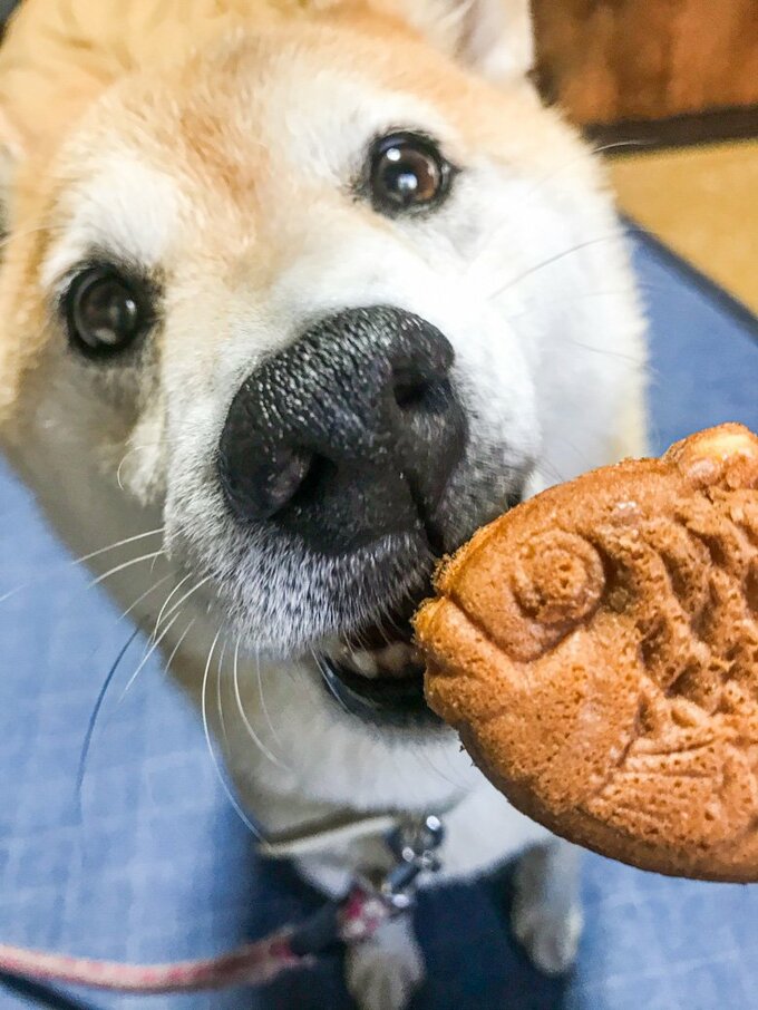 ミニ鯛焼きと犬
