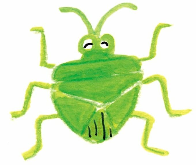 イラストカメムシ