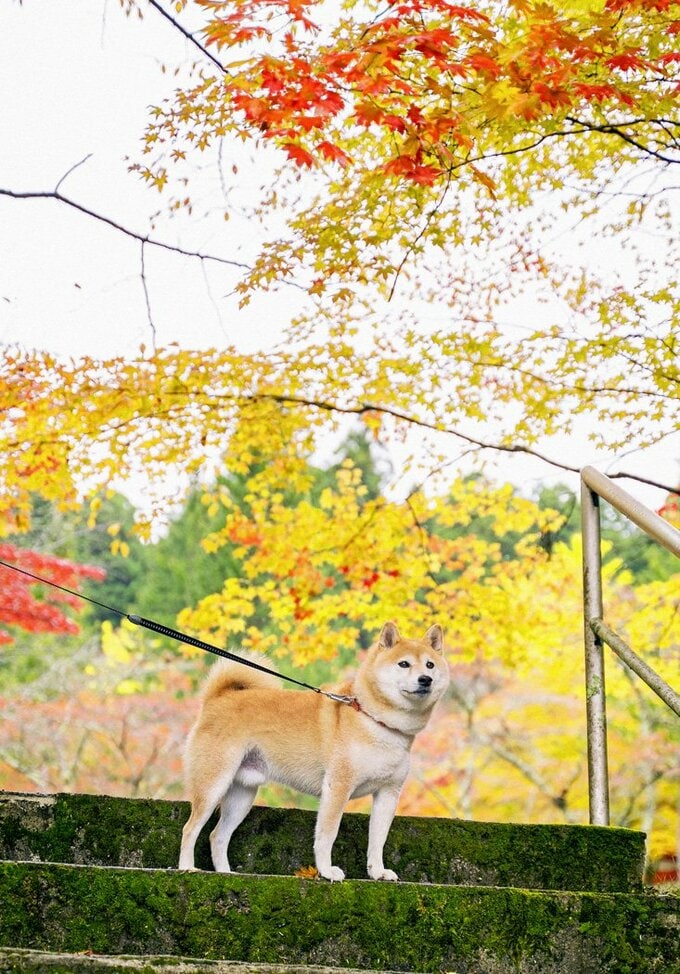 紅葉と犬