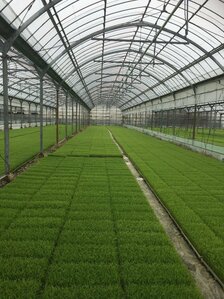 お米を作る作業