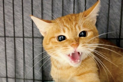 猫が「シャーッ」と威嚇する動画が、再生回数1億回以上のワケ。少しずつ甘える様子にメロメロ