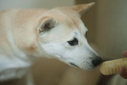 【保護犬マンガ】歯みがき最高！わんこが飼い主とウィンウィンの関係になれたワケ