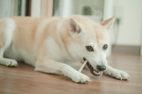 オヤツが大好きのふうちゃん。ガジガジ…。