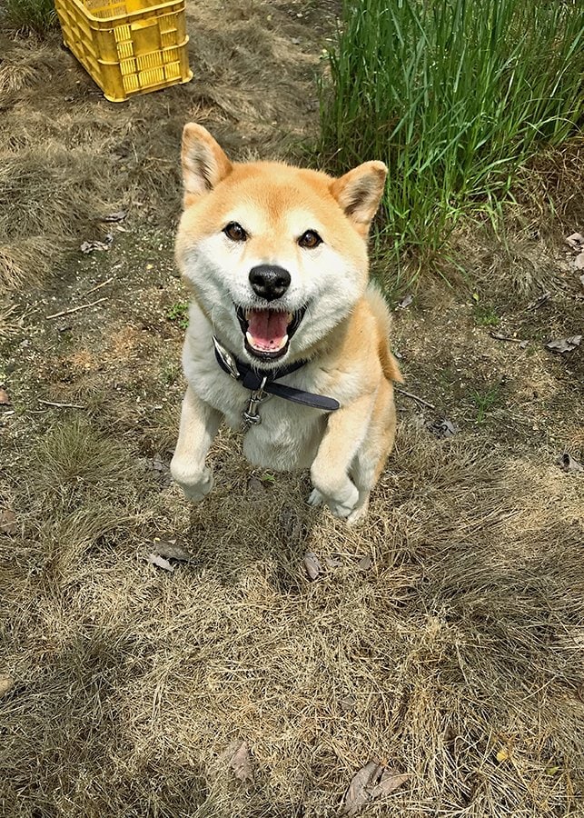 走って追いかけていく