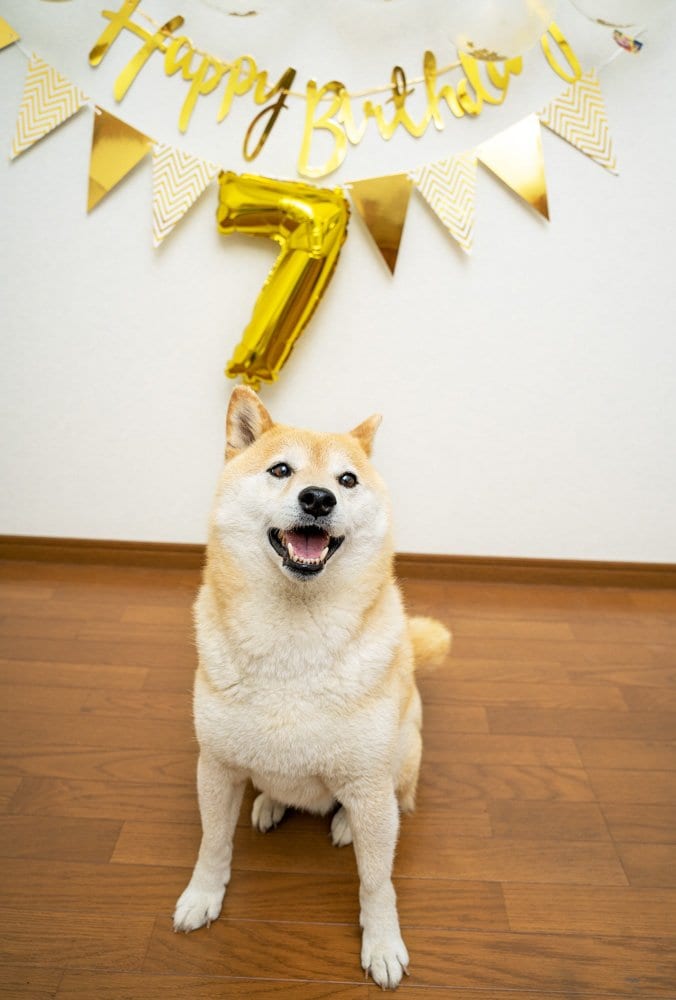 風船の前で記念撮影犬