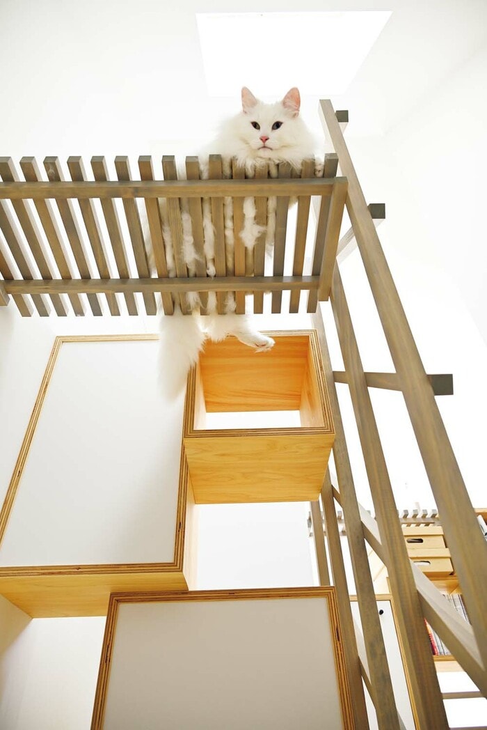 ネコが喜ぶ仕掛け満載の3階住宅。トイレがこんなところに隠れてる