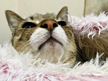 今日は猫の日。かわいい「謎行動」には理由が…喜んでいる、嫌がっているサイン