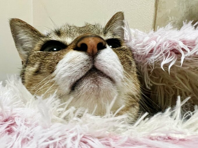 どこかを見る猫