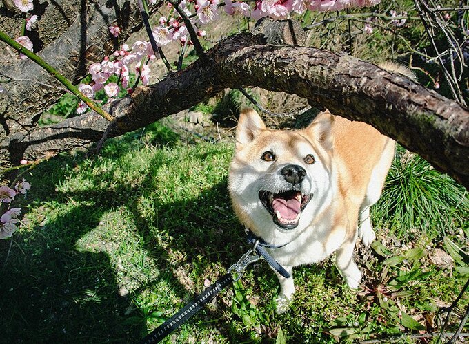 鳥が鳴く先を犬が見上げている