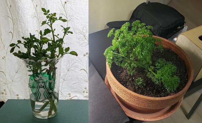 クレソンとパセリ