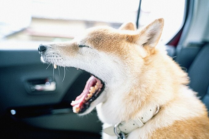 あくびをする犬