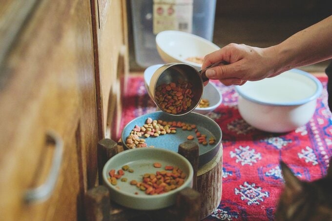 猫たちのご飯を準備している森田さん