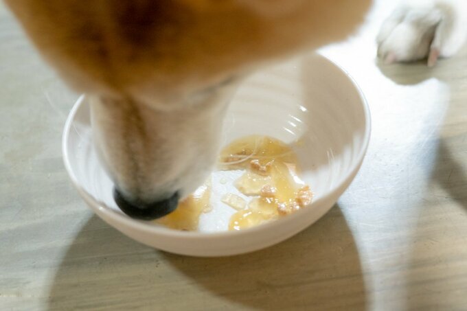 ご飯を食べる犬