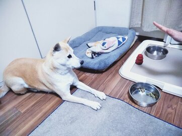 ＜保護犬マンガ＞言葉を理解できるゆえ、わんこが暴挙に！？