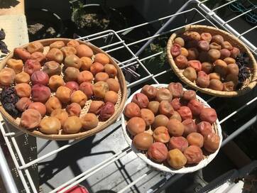 炎天下でおいしくなる梅干し。夏には欠かせない栄養に＜暮らしっく＞