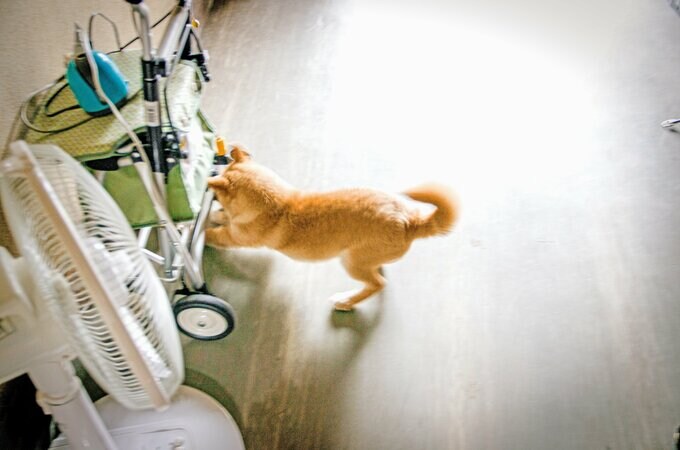 ちいさいときの犬