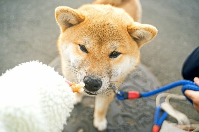 犬に食べ物を与える様子