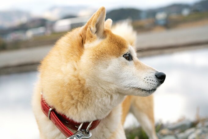 犬2