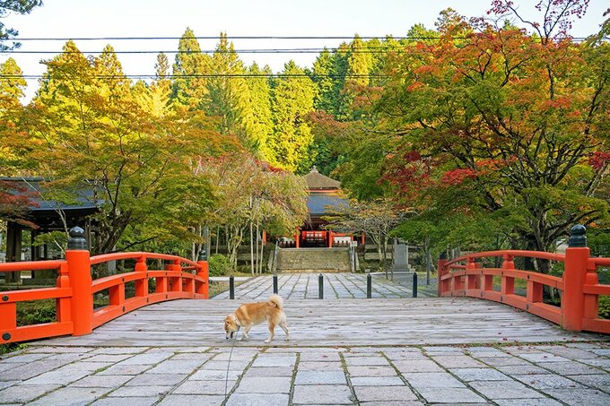 紅葉と橋と犬