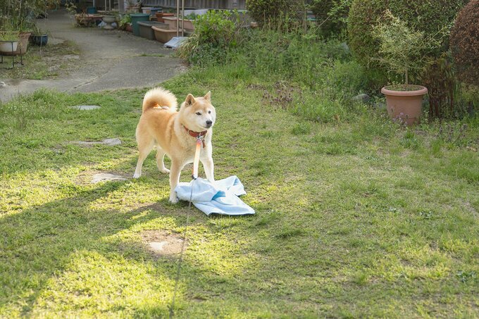 と思いきやタオル奪って逃走