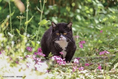 「小さな身体で懸命に生きた」愛嬌たっぷりの猫・もんた。飼い主との出会いと、温かな暮らし