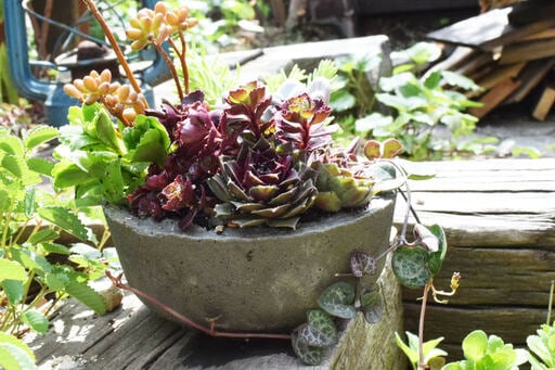 簡単プランター