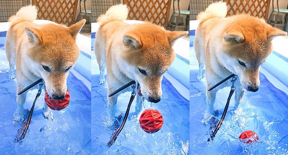 落としたときの水しぶきがおもしろいのだろうと、目の動きを見ていて思った。