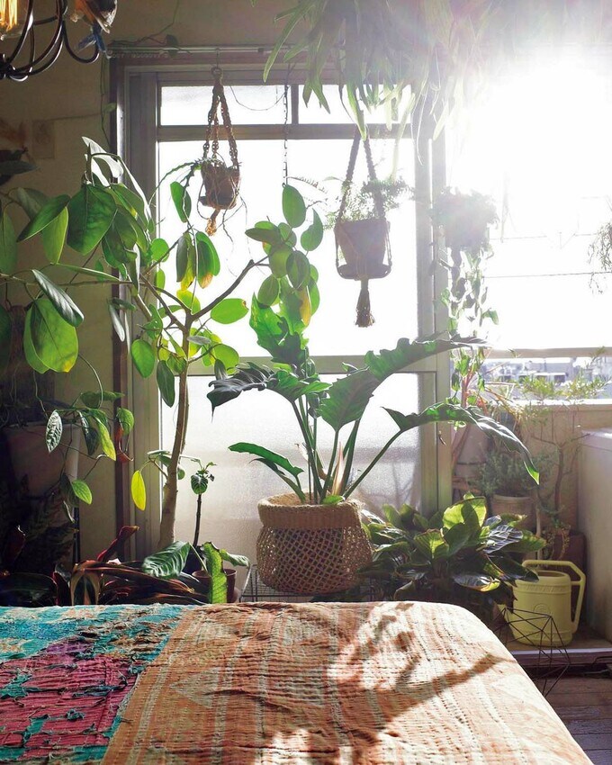 フィロデンドロン・ナローリーフ