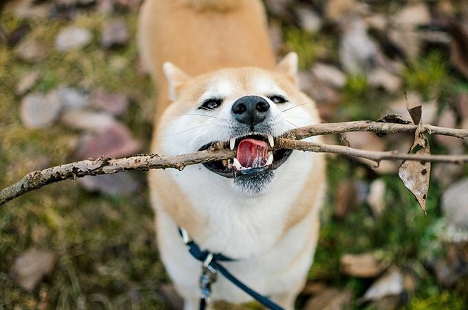 体の状態や気分で反応が日々変わる