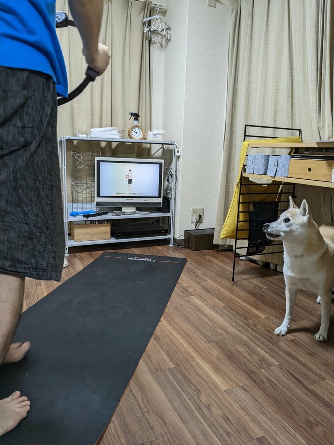 警戒する犬
