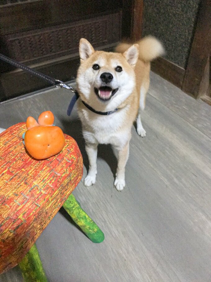 ウサギのような柿と犬