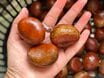 面倒な「栗の鬼皮」がスルスルむける攻略法。“冷凍＋熱湯の合わせ技”がポイント！