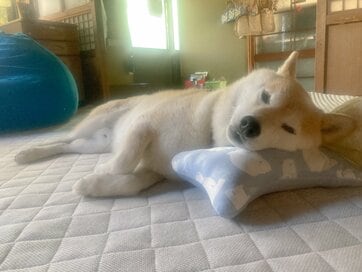 犬が愛おしい「く」の瞬間。かわいくて毎日忙しい日々も12年目へと続いていく