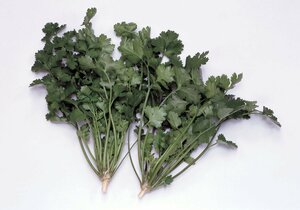 香菜(シャンツァイ)