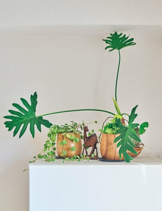 冷蔵庫の上に置かれた観葉植物