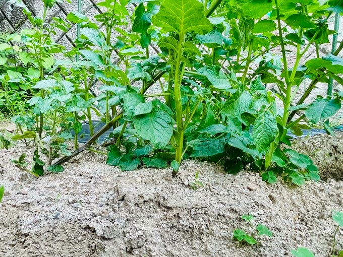 カビは土の中にいる