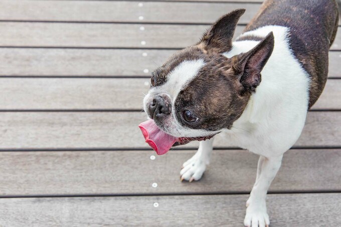 デッキとブルドッグ