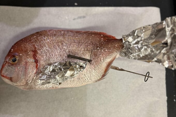 アルミでガードされた鯛