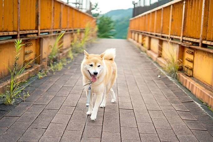 歩く犬