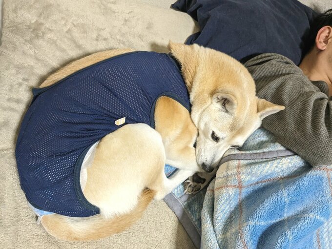 まるまっているふぅちゃん