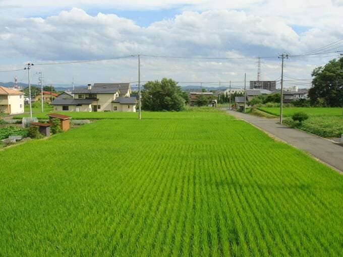 田んぼ